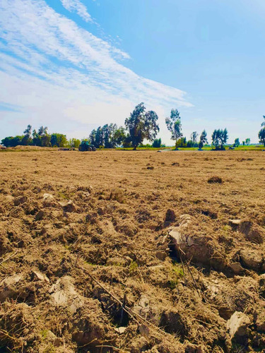Imagen 5 de 11 de Terreno Agrícola En Pisco - San Clemente Ocasión De Venta