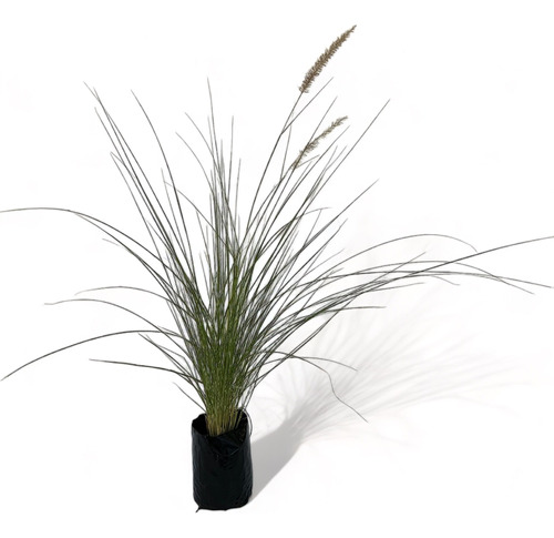 Pennisetum Rupeliano / Gramínea Ornamental / Pack 5 Unidades