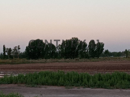 Imagen 8 de 9 de Finca En Venta - Lavalle - Mendoza Id: 46538