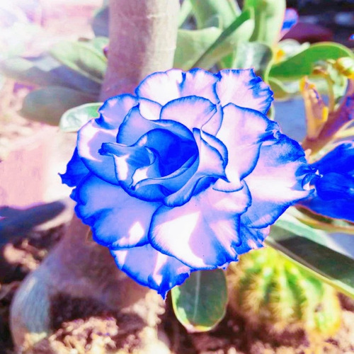 Adenium Rosa Del Desierto Azul Mejorado Más Sorpresa