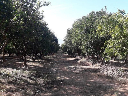 Imagen 2 de 23 de Venta De Terreno Puente De Ixtla Precio A Negociar, Con Titulo De Agua H