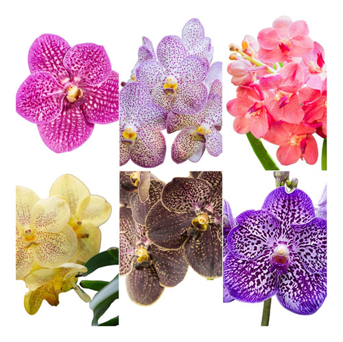 Mudas De Orquideas Vanda Kit Com 5 Unidades Exuberantes