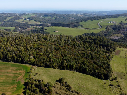 Campito 9,06ha Entre Los Muermos Y Estaquilla