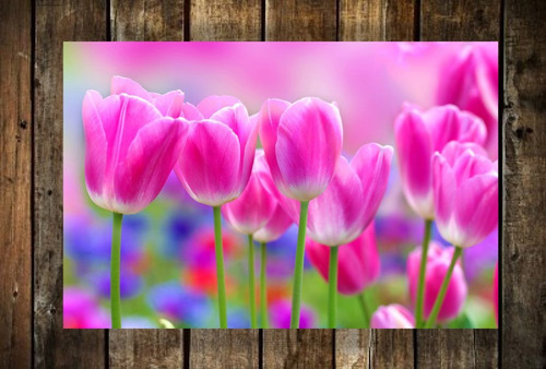 Cuadro Canvas Flores Colores Paisaje Flower Tulipan Rosa M1