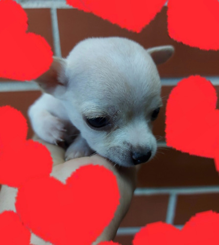 Cachorro Chihuahua Machito
