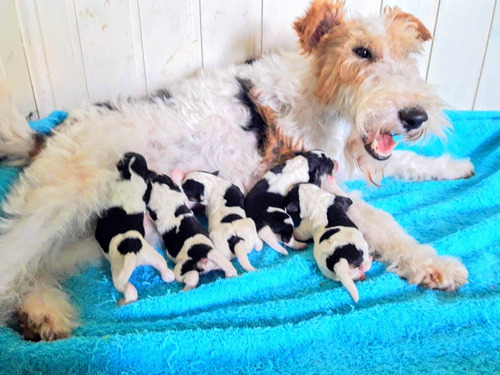 Fox Terrier Wire Criadero Aberesse