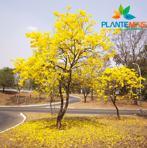5 Mudas De Ipê Amarelo Da Serra - Precoce 2 Anos Para Florir | Parcelamento  sem juros