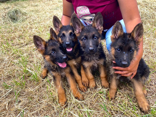 Cachorros Pastor Aleman