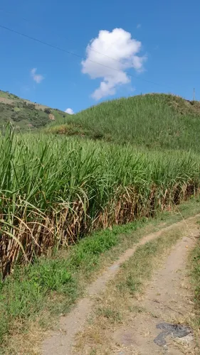 Vendo Finca Con Cultivo De Caña