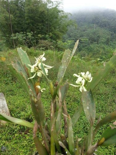 Bonita Finca De 168 Has En Yanayacu - La Troncal - Cañar