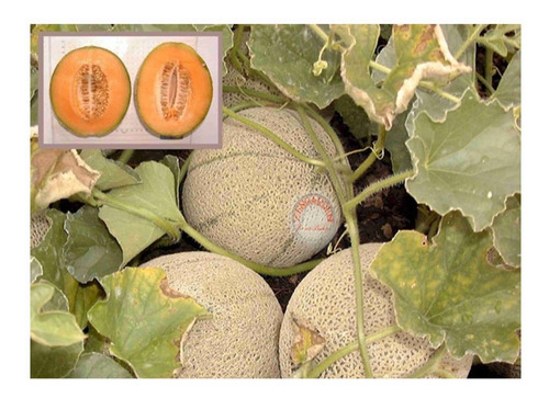 100 Gramos De Semillas De Cucumis Melo - Melon Var. Top Mark