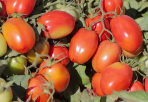 20.000 Sementes Tomate Rasteiro Isla Pro / Alto Rendimento
