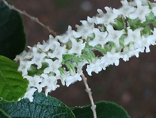 Sementes Mutre Aloysia Virgata Melífera Sweet Almond Verbena