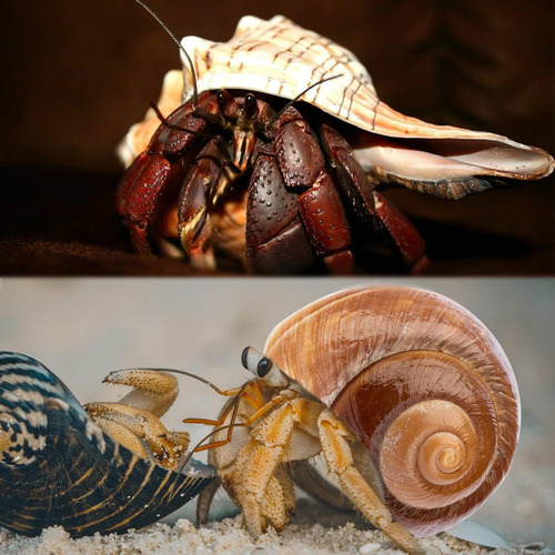 5 Conchas De Cangrejo Ermitaño Extra Grandes De Wedosoy | De