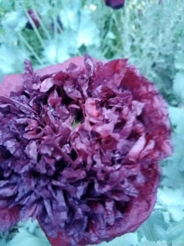 Semillas De Amapola Negra Doble