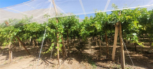 Agrícola En Venta En Vicuña