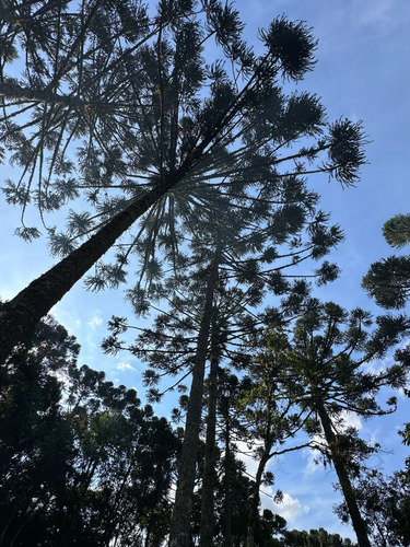 Paraíso À Venda Sítio Com Nascentes, Córrego E Natureza Intocada Em Bocaiuva Do Sul - Pr - 4 Hec