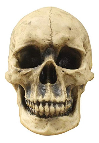 Wallcharmers Wall Charmers Life Size Human Skull - 8.5  Real