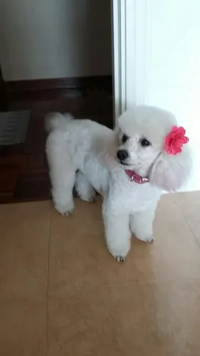 French poodle mini hot sale