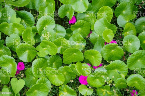 Centella Asiatica Ervas Para Chá