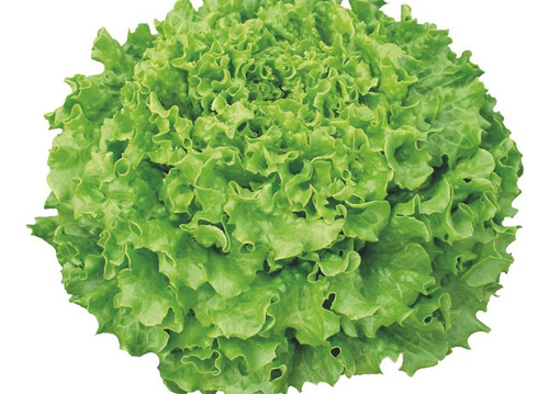 Lechuga Caipira Crespa Marca Enza Zaden Presentación 0.5 Gr.