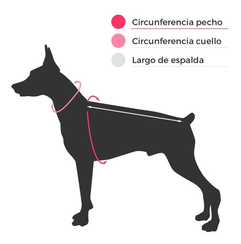 Imagen 2 de 7 de Juego Collar Con Paseador Decorado Perros Medianos Importado