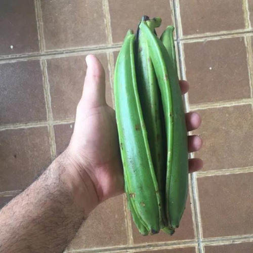 1 Muda Vanilla Pompona Baunilha Do Cerrado Pronta Entrega
