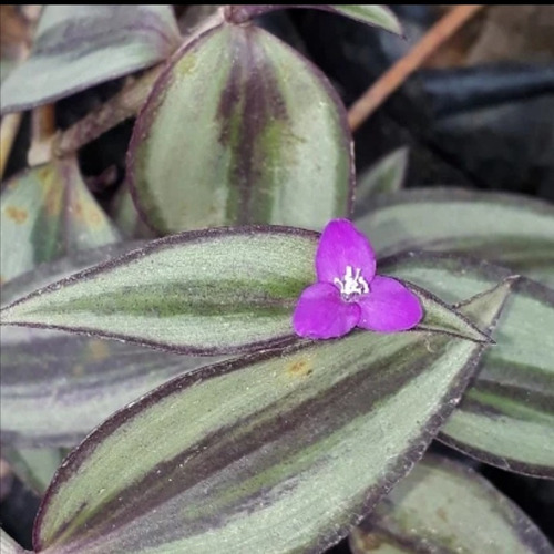 Plantas De Cohitre, Cucaracha, Cucarachita, Panameña