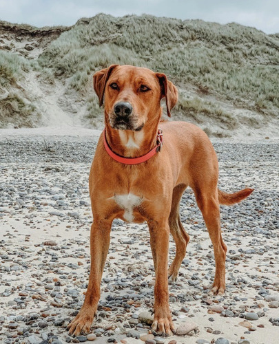 Collar Para Perro Premium Hunter Convenience Comfort M - L Color Naranja