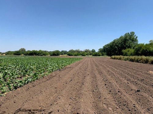 Campo En Venta En Exaltación De La Cruz Ruta 8 Km 74