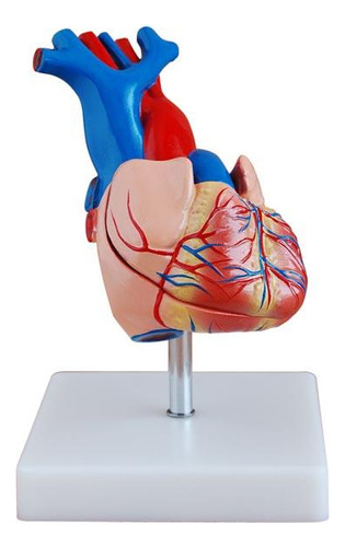 Modelo Coração Humano Em Tamanho Real 2 Partes Com Base