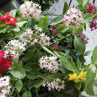 Ixora Branca Jardim | MercadoLivre 📦