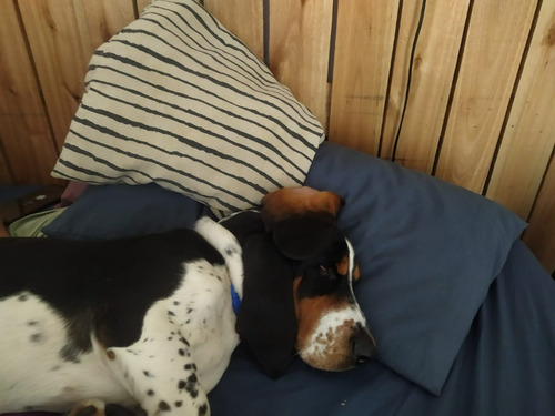 Imagen 9 de 10 de Guardería De Mascotas Guardería Canina Cuidado De Perros