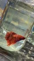 Comprar Peces Betta \u002F Beta