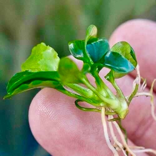 Planta Natural Acuario Anubia Nana Petite 1 Rizoma 5 Hojas