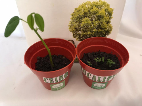 Urnas Para Cenizas Biodegradable Vida Savia