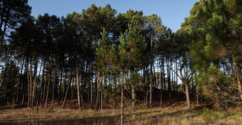 Imagen 4 de 7 de 4218 - Proyecto Bosques