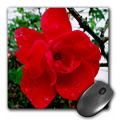 3drose 8 X 8 X 0,25 Pulgadas Mouse Pad, Rosa Roja