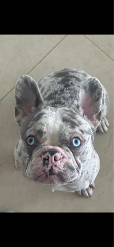 Servicio De Stud (monta) Bulldog Francés