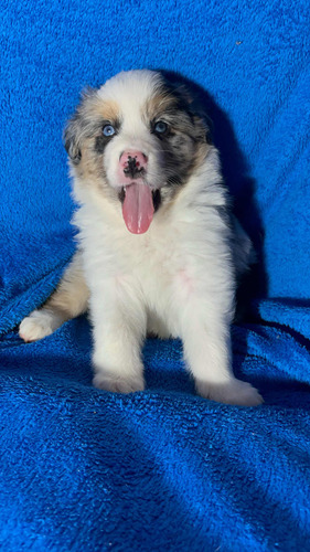 Filhotes De Border Collie Com Pedigree