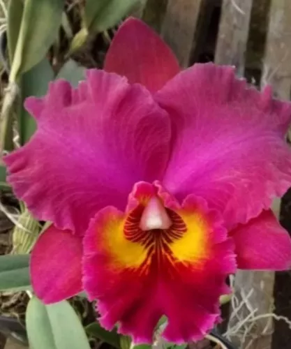 Orquídeas Musa de Musas on X: 🌼🍃🌸 Orquídeas naturales