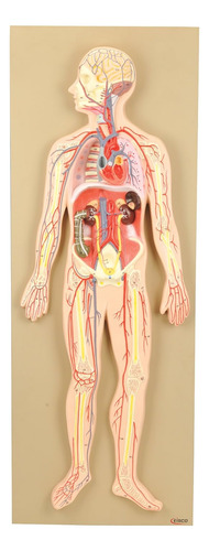 Modelo De Eisco Labs, Sistema Circulatorio Humano, Tamaño Me
