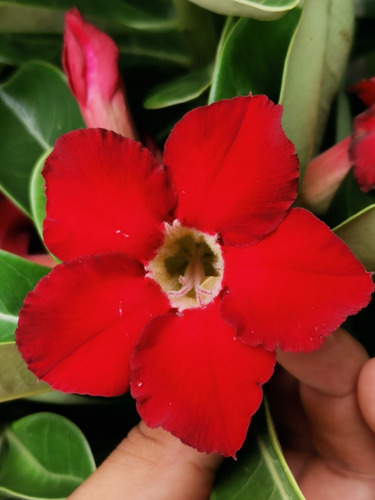 Imagen 5 de 10 de Adenium Bonsai 4 Años De Edad