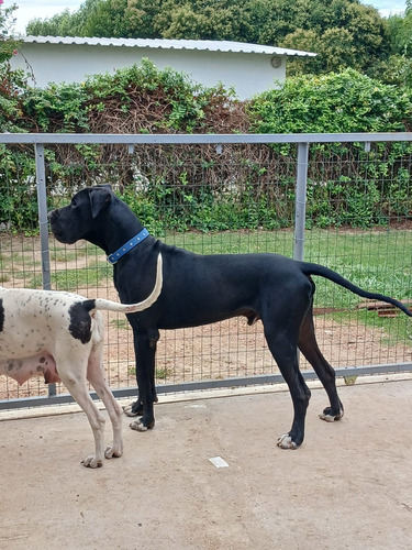 Hermosos Cachorros Gran Danes Padres A La Vista Nac El 7 De 