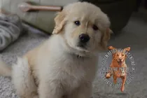 Comprar Cachorros Golden De Campo, Puros, Robustos, Fuertes, Sanos