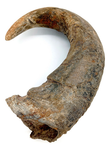 Grande Chifre De Búfalo Bruto Natural Iansã Oyá