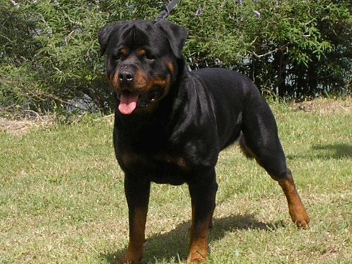 Rottweiler Cachorros F7