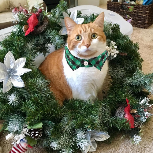 Collares Navideños Para Gatos Con Pajarita, Paquete De 2 Col