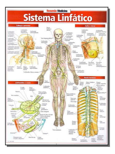 Resumao Medicina - Sistema Linfatico, De Fischer, Barros E Associados. Medicina Editorial Resumao, Tapa Mole, Edición Anatomia E Fisiologia Humana En Português, 20