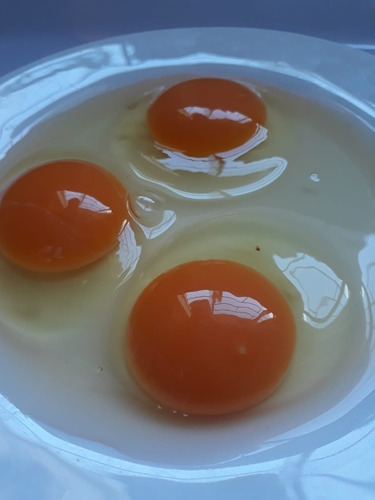 Imagen 7 de 9 de Huevos Caseros Busco Rebendedor